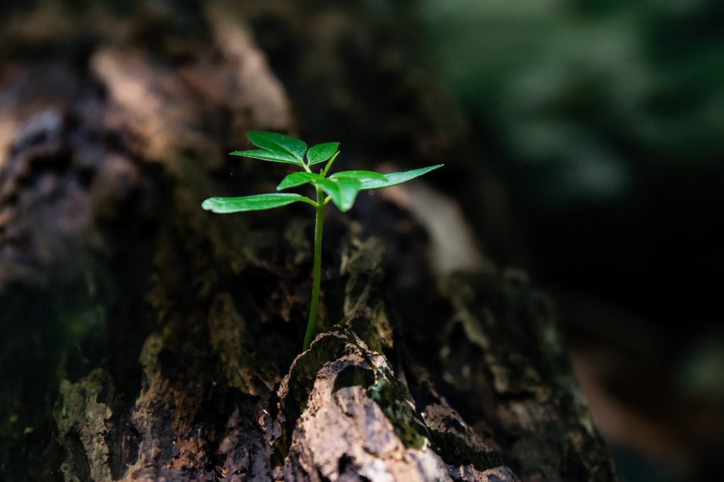 small plant growing from tree trunk - new features are required